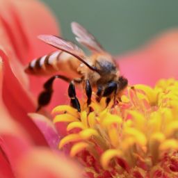 蜂蜜美容護(hù)膚：探索天然之道